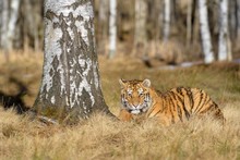 Siberian Tiger (Panthera Tigris Altaica), Resting On A Birch, Captive, Moravia, Czech Republic, Europe