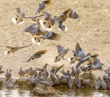 African Collared Doves (Streptopelia Roseogrisea) At Waterhole, Kgalagadi Transfrontier National Park, North Cape, South Africa, Africa