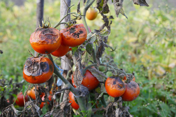 Tomatoes get sick by late blight. Phytophthora infestans.