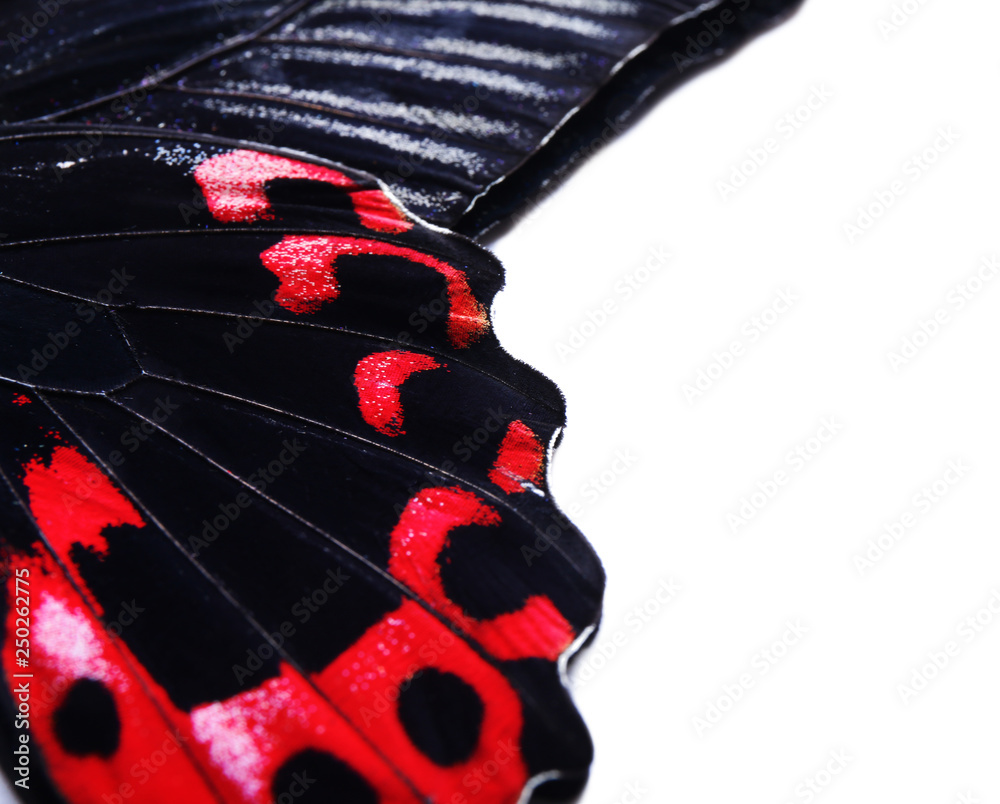 Wings of beautiful tropical butterfly on white background, closeup