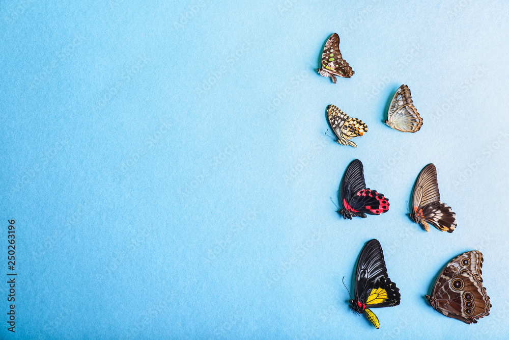 Beautiful tropical butterflies on color background