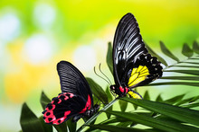 Beautiful Butterflies Sitting On Tropical Leaf Outdoors