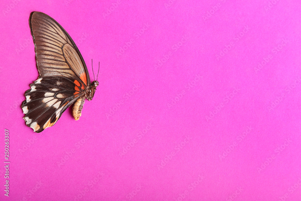 Beautiful tropical butterfly on color background