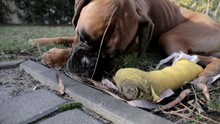 A Cute Boxer Dog With Bandage On His Injured Leg Lying Down On The Grass.