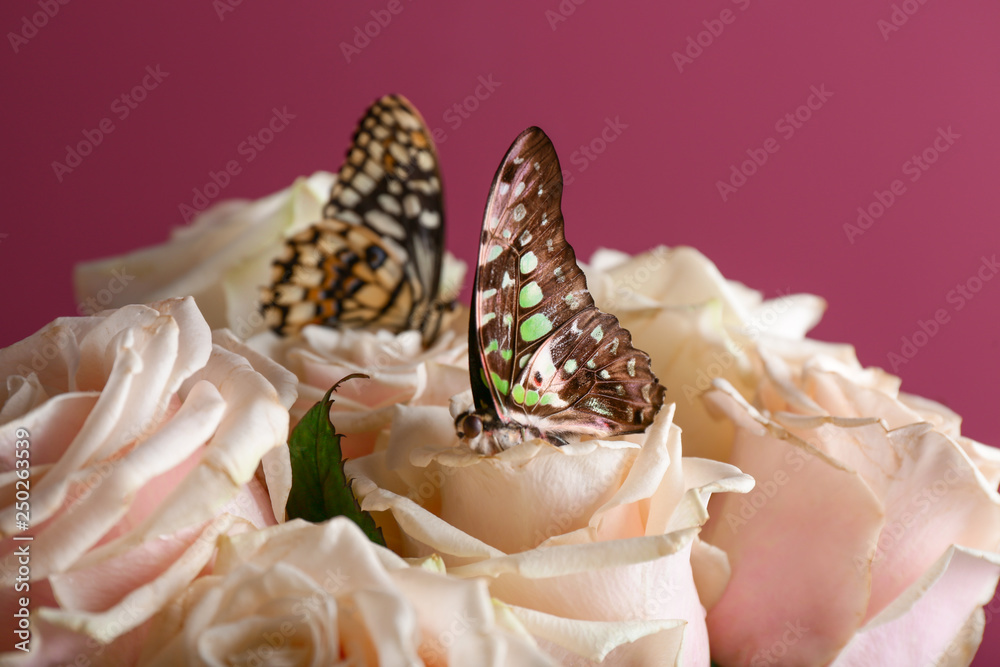 Beautiful butterflies sitting on flowers against color background