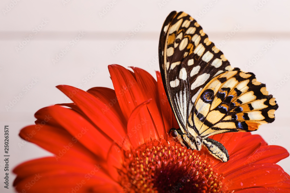 Beautiful butterfly sitting on flower