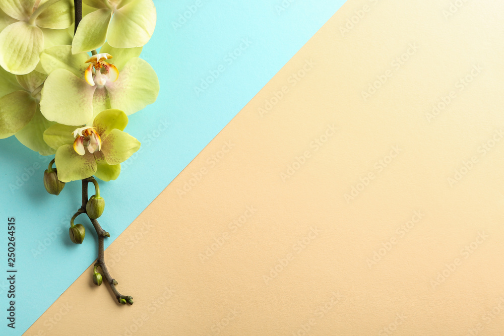 Beautiful orchid flowers on color background
