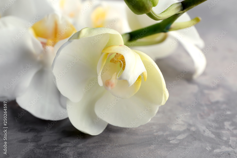 Beautiful orchid flowers on grey background, closeup