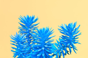 Fashion Neon tropical aloe in Blue Color. Minimal Trendy stillife on yellow Design background. Art concept