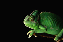 Cute Green Chameleon On Branch Against Dark Background