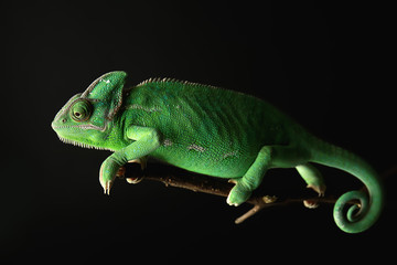 Cute green chameleon on branch against dark background