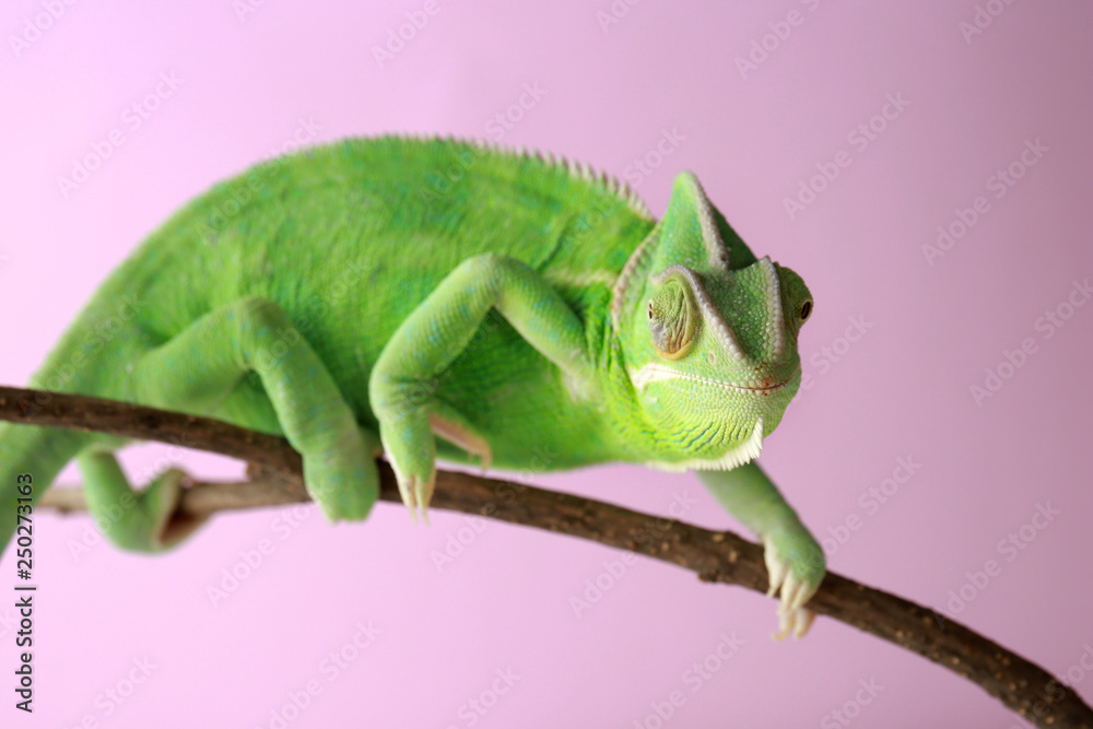 Cute green chameleon on branch against color background