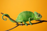 Cute green chameleon on branch against color background