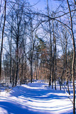 Fototapeta Na ścianę - View of snowed trail throughout trees 