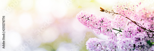Lilac flowers spring blossom, sunny day light bokeh background