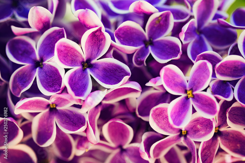 Purple lilac flowers close-up background