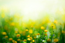 Yellow Spring Flowers On Green Meadow Background 
