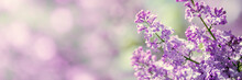 Lilac Flowers Spring Blossom, Sunny Day Light Bokeh Background 