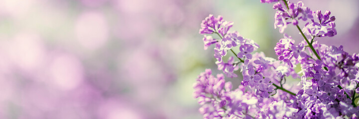 Wall Mural - Lilac flowers spring blossom, sunny day light bokeh background 