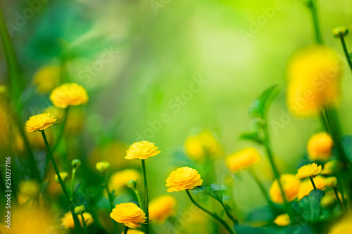 Yellow spring flowers on green background