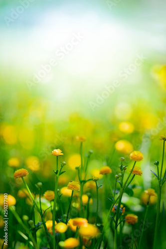 Yellow spring flowers on green meadow background