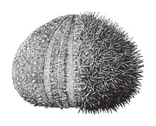European Edible Sea Urchin Or Common Sea Urchin (Echinus Esculentus) / Vintage Illustration