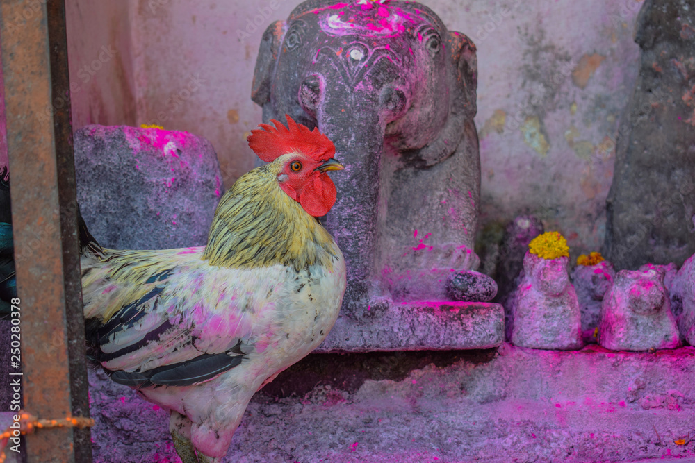 Chicken dedicated to god and used for the gods rituals Stock Photo ...