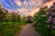 Botanical garden in Kyiv (Kiev) at sunrise. Amazing morning landscape with blossoming lilac trees along the sunny alley and colorful cloudy sky, Ukraine, Eastern Europe