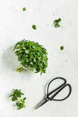 Wall Mural - Bunch of fresh Greek Basil on a white kitchen table with garden scissors.