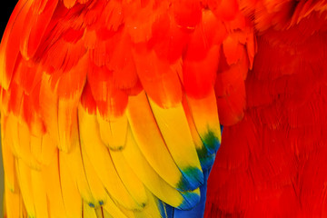 Wall Mural - Scarlet Macaw Feathers Close Up