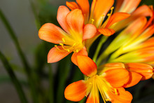 Beautiful Bright Orange Flowers Of Kaffir Lily (Clivia Miniata)