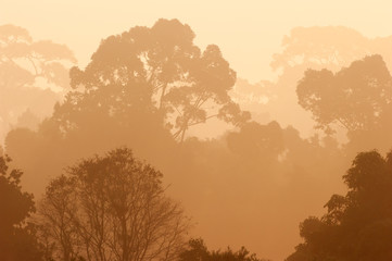 Poster - Scenery of tropical rainforest in the morning mist.