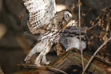 Poster - Tawny Owl (Strix aluco)