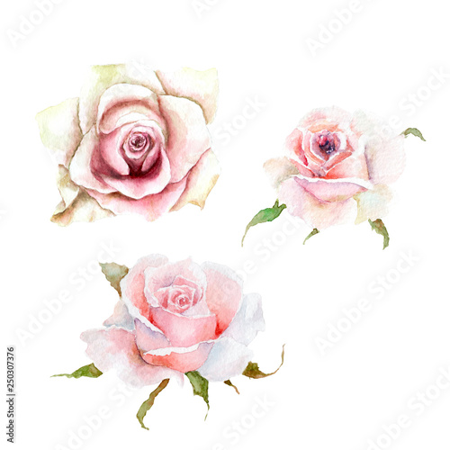 Watercolor Drawings Three Pink Rose Buds Sketch Buy This