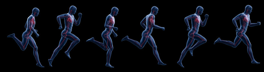 3d rendered illustration of a running mans heart