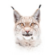 European lynx face isolated on white background