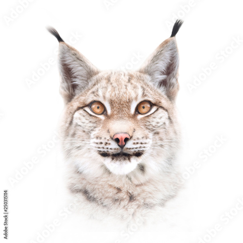 Fotografía European lynx face isolated on white background