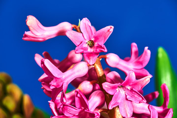 detail of a blooming hyacinth flower on a blue background.