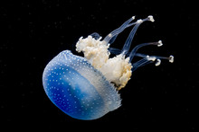 A White Spotted Jellyfish In An Aquarium