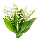 Fototapeta Kwiaty -  Bouquet of lily of the valley on a white   background