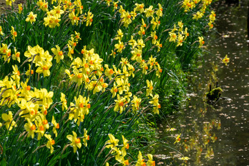 Poster - Narzissen (Narcissus) an einem Wassergraben