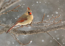 Beautiful Photo Of A Female Northern Cardinal (Cardinalis Cardinalis) Perched On A Branch During A Gentle Snow.