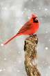 Beautiful photo of a male Northern Cardinal (Cardinalis cardinalis) standing on a perch during a gentle snow.