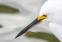 Close Up Profile Of A White Snowy Egret With Black And Yellow Beak At Water's Edge