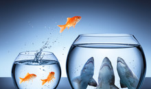 Shark Trap - Business Risk Concept - Goldfish Jumping In Shark Tank
