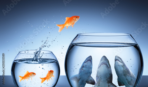 Fotografía Shark Trap - Business Risk Concept - Goldfish Jumping In Shark Tank