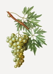 Canvas Print - Green grape cluster