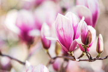 Sticker - Magnolia tree flowers in blossom