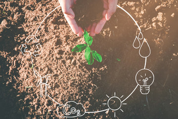 Seedling growing from fertile soil was gently encircled with hands showing recycling icon symbol, Concept of environmental conservation and protection of our world sustainable.