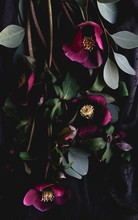 Flowers Composition Background. Bouquet Of Purple Flowers Helleborus On A Dark Background. Low Key.top View.